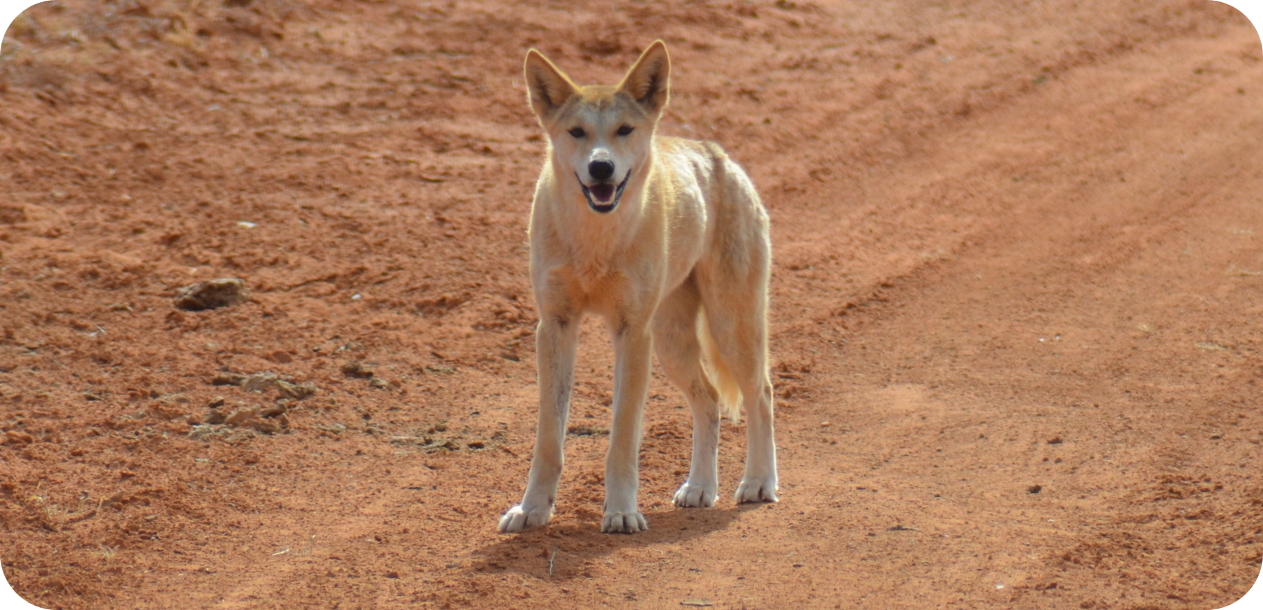 Dingo-Fieldwork